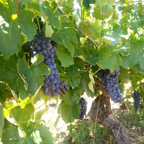 Agroturismo Agriturismo Podere San Giusto