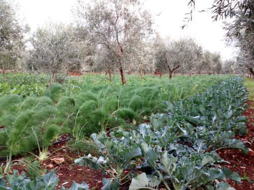 Agroturismo Masseria Don Sante