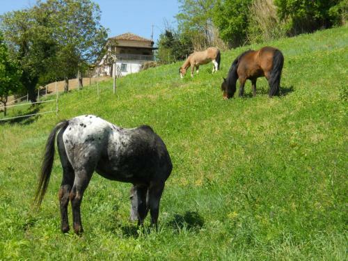 Agroturismo Agriturismo Il Rifugio