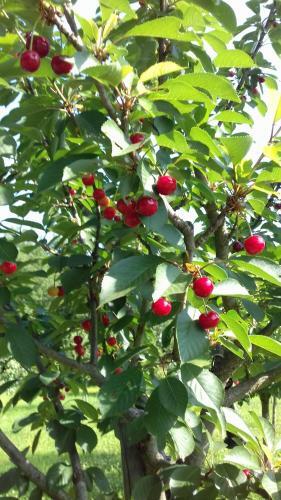 Agroturismo P� Delle Buche