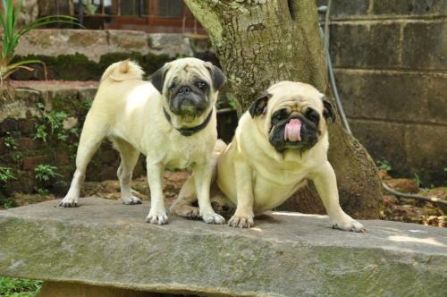 Bed & Breakfast Bangalawa