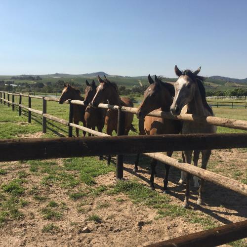 Agroturismo Fijndraai Cottages