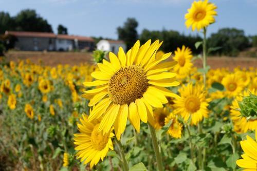 Agroturismo Quinta Da Rica-f�