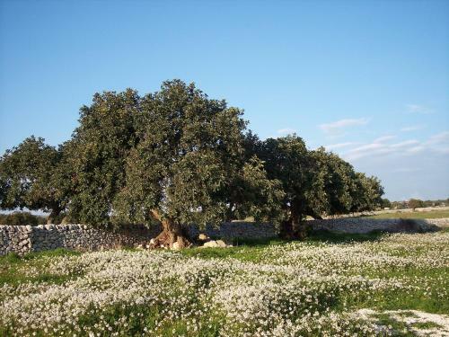 Agroturismo Case Di Cutalia
