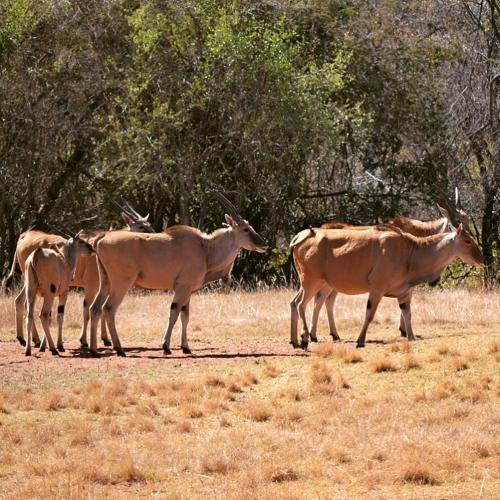 Lodge Olievenfontein Private Game Reserve