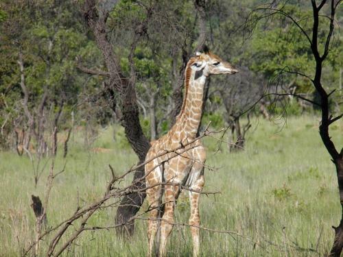 Lodge Olievenfontein Private Game Reserve