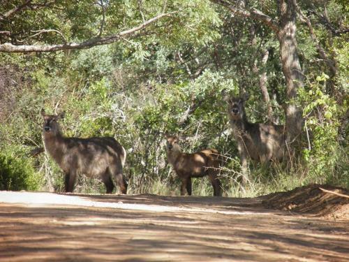 Lodge Olievenfontein Private Game Reserve