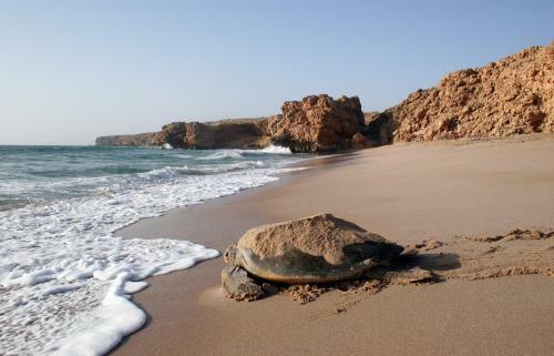 Hotel Ras Al Jinz Turtle Reserve