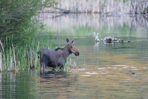 Hotel Lac Le Jeune Resort & Nature Centre