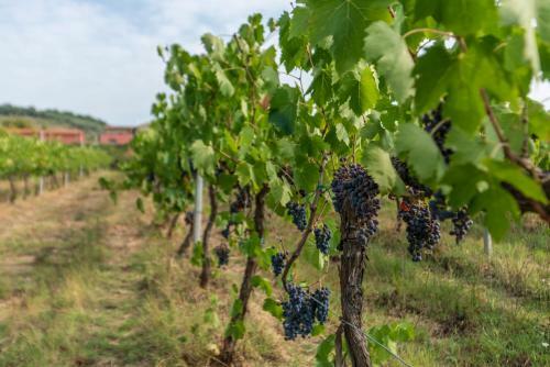 Hostal Agriturismo Le Case Rosse Di Montebuono