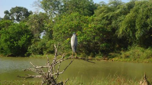 Heina Nature Resort, Kataragama, Sri Lanka