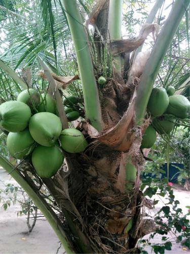 Bed & Breakfast Achayans Homestay Mararikulam