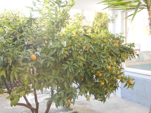 Bed & Breakfast Ahmeti