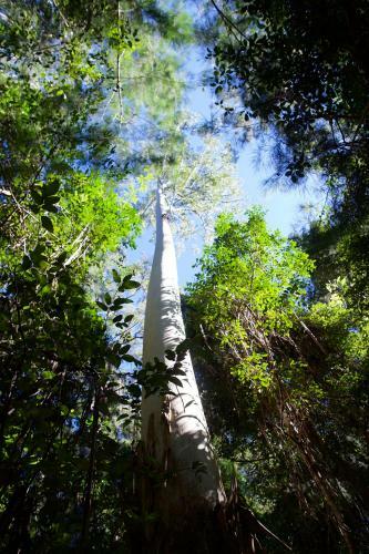 Agroturismo Clarendon Forest Retreat