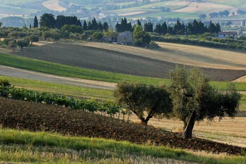 Hostal Agriturismo Il Gelso Antico