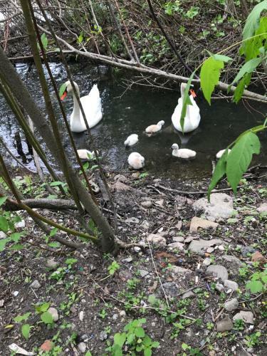 Wild Swan Bed And Breakfast
