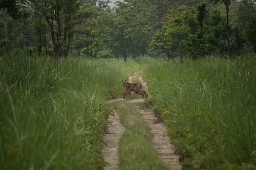 Hotel Chitwan Village Resort