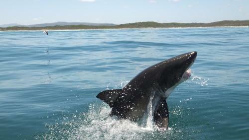 Hostal White Shark Guest House