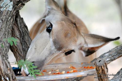 Phumula Kruger Lodge And Safaris