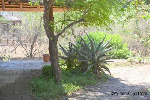 Phumula Kruger Lodge And Safaris