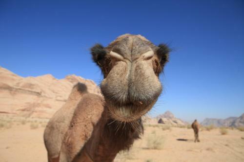 The Bedouin Meditation Camp