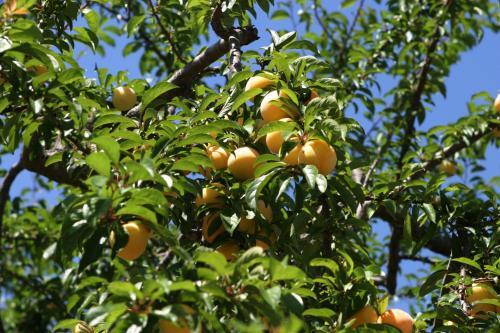 Agroturismo Quinta De Santa Teresinha