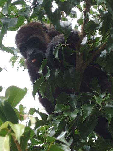 Omega Tours Eco-jungle Lodge