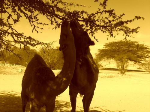 Albergue Negev Camel Ranch