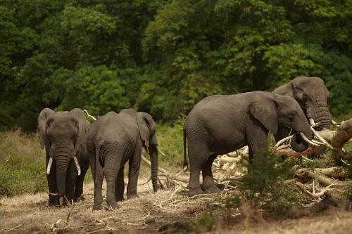 Hotel Exploreans Ngorongoro Lodge - All Inclusive