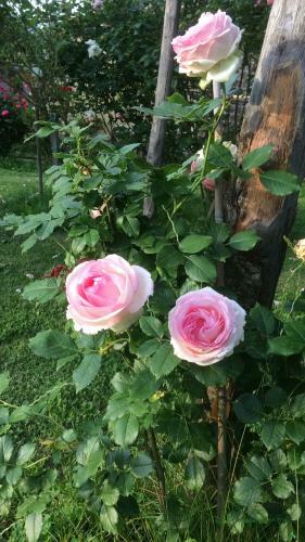Agroturismo Podere Delle Rose