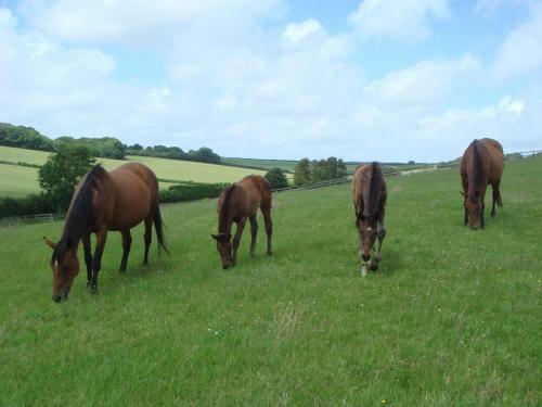 Agroturismo Yellowham Farm