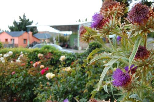 Calafate Viejo Hostel