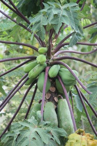 Bed & Breakfast Casa Selva Orquideas