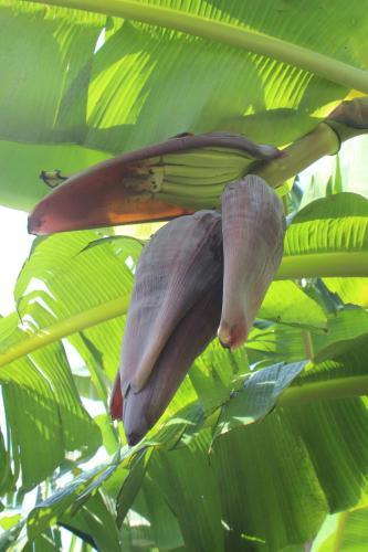 Bed & Breakfast Casa Selva Orquideas
