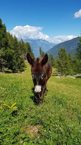 Hostal Gasthof Edelweiss