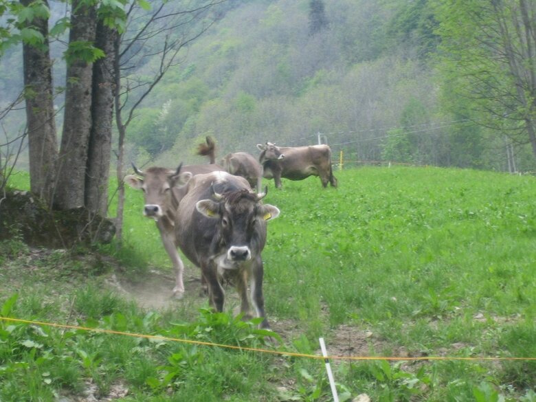 Agroturismo Agriturismo Alagna