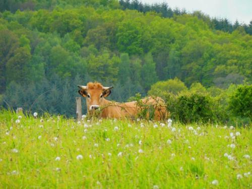 Bed & Breakfast La Roulotte De Lola - Chambre D'h�tes