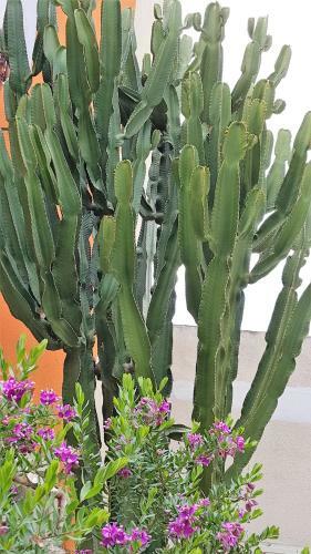 Bed & Breakfast Il Giardino Del Nespolo