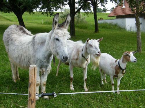 Agroturismo Andreashof