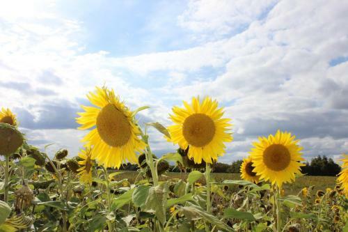 G�te � L'ombre Des Ch�nes
