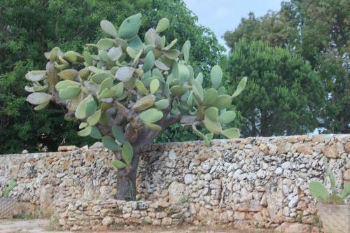 Villa Messapia - Santa Maria Di Leuca