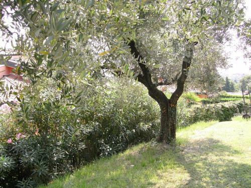 B&B Agli Ulivi