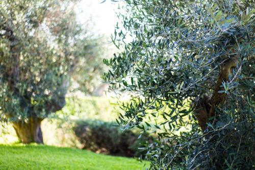 Bed & Breakfast Biancolivo Gallipoli In Salento