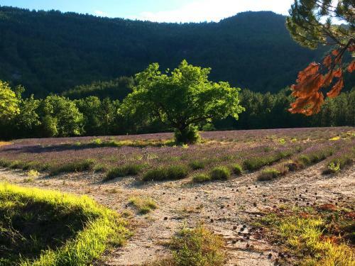 Hostal Maison D'h�tes La Honas