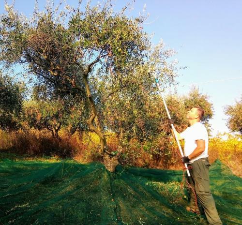 Agroturismo Agriturismo Alla Vecchia Quercia