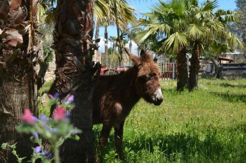 Agroturismo Masseria Grande