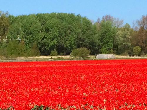 Bed & Breakfast Romantic Wellness Bnb Noordwijk