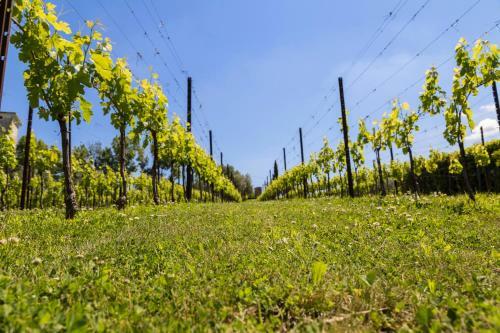 Agroturismo Agriturismo Le Bosche