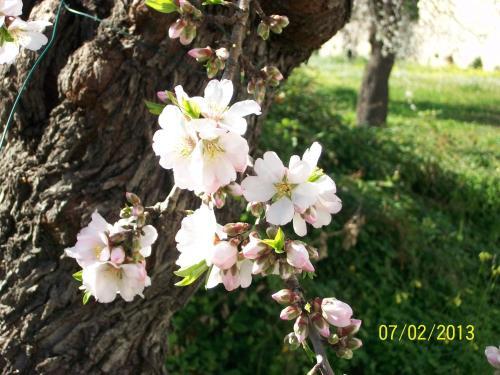Casa Vacanze Mandorlo In Fiore