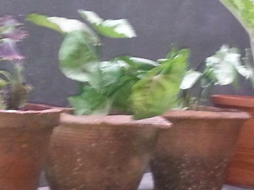 Aabhaa Homestay In Trivandrum